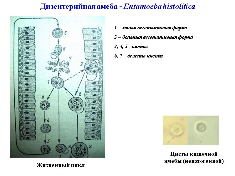 Дизентерийная амеба - Entamoeba histolitica Жизненный цикл 1 – малая вегетативная форма 2 –